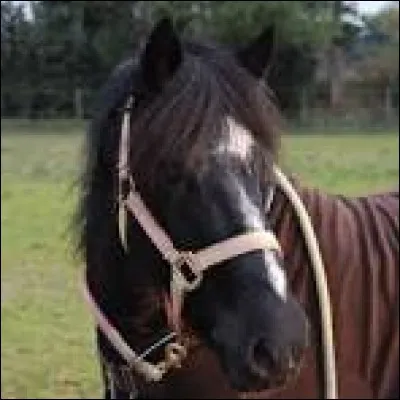 Entre ces mots, sélectionnez le seul qui fait partie du monde de l'équitation :