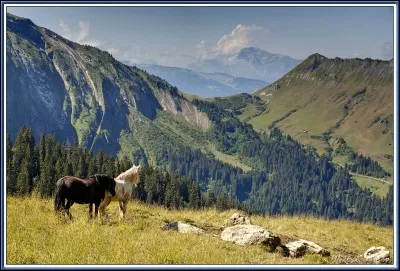 Les chevaux aiment-ils les radis ?
