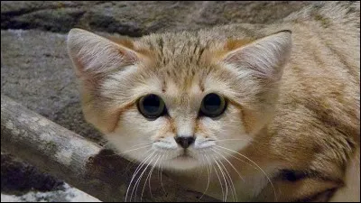 Cette image représente un chat des sables.