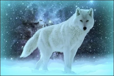 Les loups peuvent avoir le pelage noir.