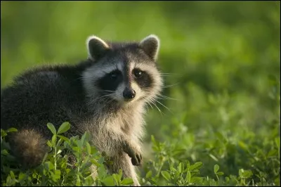 Valet de carreau, c'est le...