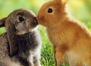 Test Aimes-tu les lapins nains ?