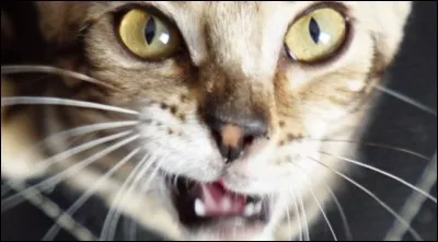 Son troisième chat est ...