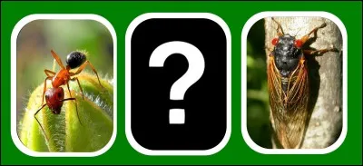 Quelle carte est en rapport avec les deux autres ?