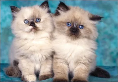 Quelle est cette race de chat ?