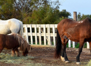 Quiz Cheval ou poney ?