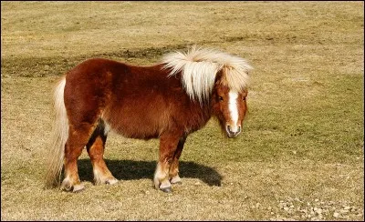 Je suis un shetland.