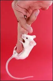 Qu'est-ce qu'une queue de souris, hors l'appendice du bout de la souris ?