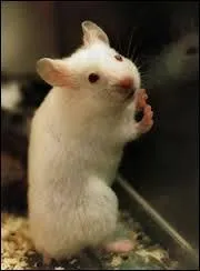 Cette souris est l parce qu'on se doit de lui rendre un vritable hommage, empli de compassion et de respect pour des sacrifices non consentis