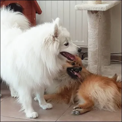 Comment se nomme son premier chien ?