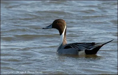 Quel est ce animal ?
