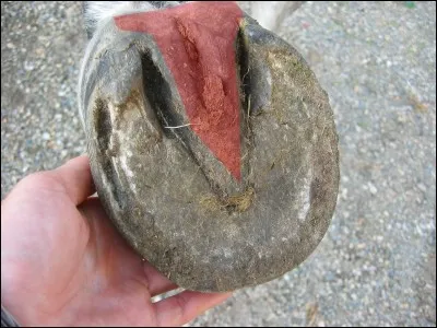 Comment se nomme cette partie en rouge ?