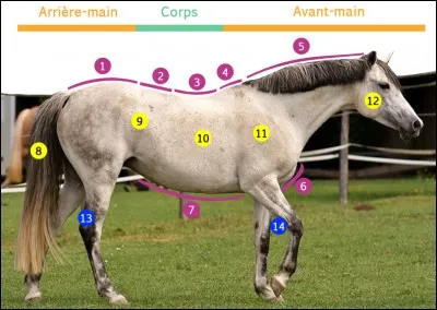 À quoi correspond la partie 4 ?