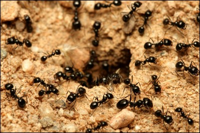 Comment les fourmis communiquent-elles majoritairement ?