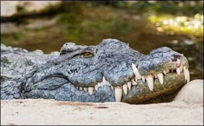 Pour digérer, que mangent les crocodiles ?