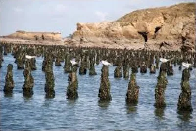 Comment appelle-t-on un éleveur de coquillages comestibles ?