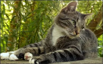 Quel nom préfères-tu ?