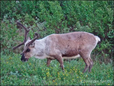 Vrai ou faux ? Les hommes préhistoriques chassaient des rennes.