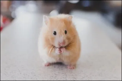 Vrai ou faux ? Les hamsters cachent leur nourriture dans leurs bajoues.