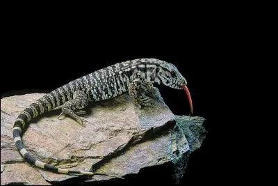 Vrai ou faux ? Le ginkgo biloba est un lézard qui existait bien avant les dinosaures.