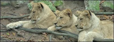 En parlant d'animaux, en quel animal (réel) voudrais-tu pouvoir te transformer ?