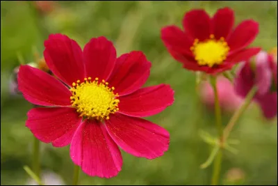 Quelle est cette fleur ?