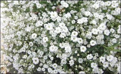 Quelle est cette fleur ?