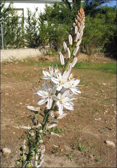 Quelle est cette fleur ?