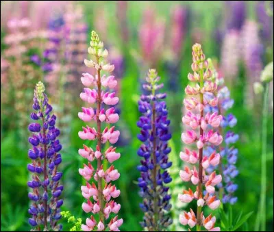 Quelle est cette fleur ?