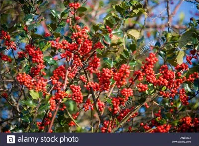 Que fait-on avec une "achade" ?