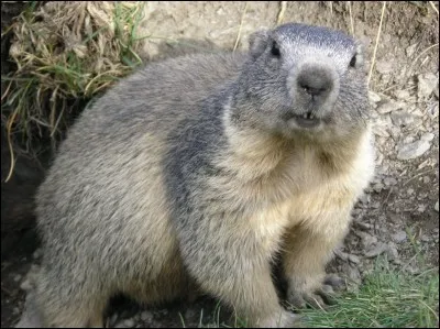 Quel pays a pour emblème la marmotte ?