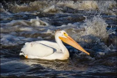 Quel pays a pour emblème le pélican blanc ?