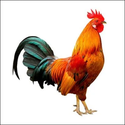 Quel pays a pour emblème le coq ?