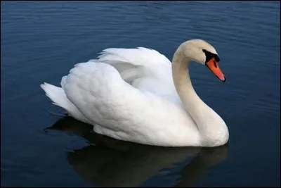 Quel pays a pour emblème le cygne ?
