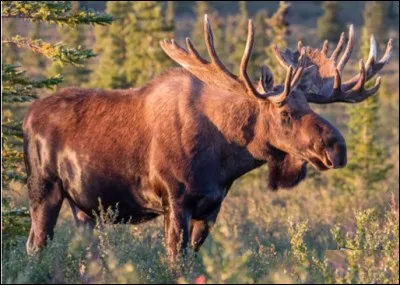 Quel pays a pour emblème l'élan ?