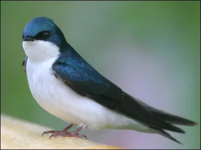 Quel pays a pour emblème l'hirondelle ?