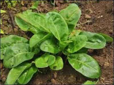 Outre le fait d'améliorer le transit intestinal, si vous faites bien prospérer l'oseille, que vous apportera-t-elle ?