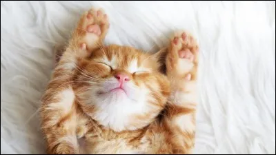 Quel légume est préconisé pour s'endormir facilement, juste en le regardant ?