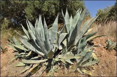 La tequila et le mescal sont deux boissons tirées de la plante d'agave. De quel pays sont-ils originaires ?