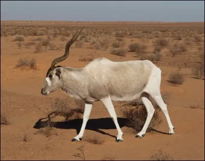 Qualifie une personne qui a un embonpoint excessif :