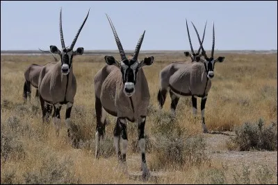 Monnaie officielle du Nigéria depuis 1973. Un seul est divisé en cent kobos.