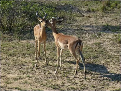 Dans le désert, cette petite dune asymétrique se forme généralement autour d'une touffe de végétation.