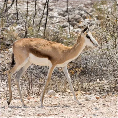 Qui se rapporte à une civilisation précolombienne du sud du Pérou (avant l'arrivée des Incas) surtout connue pour ses géoglyphes, d'immenses lignes et figures tracées dans le désert :