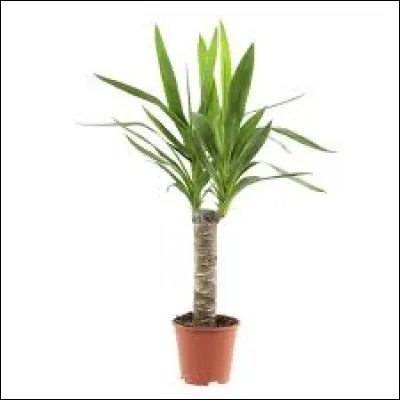 Quel est le nom de cette plante ?