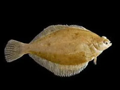 Quel est ce poisson ?