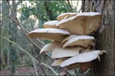 Quel est le nom de ce champignon ?