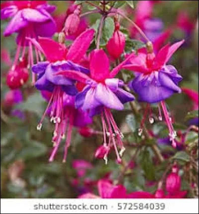 Que voyez-vous sur cette image ?