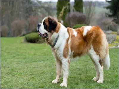 Sur cette photo, on peut voir un saint-bernard.