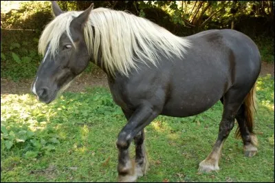 Ce cheval a la robe :
