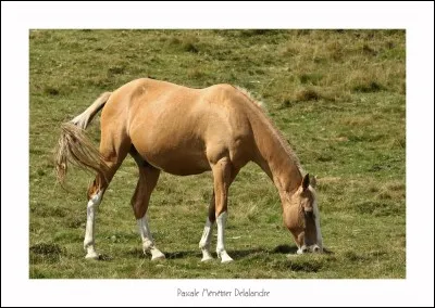 Comment appelle-t-on les marques blanches sur les jambes de ce cheval ?